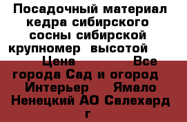 Посадочный материал кедра сибирского (сосны сибирской) крупномер, высотой 3-3.5  › Цена ­ 19 800 - Все города Сад и огород » Интерьер   . Ямало-Ненецкий АО,Салехард г.